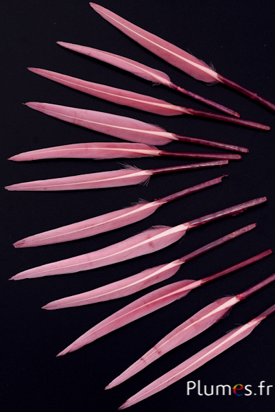 Oie Lame - 5-8 cm - rose ancien